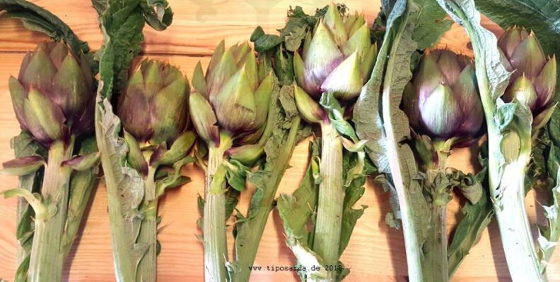 Sardische Artischocken mit Olivenöl  - Carciofi spinosi sind eine Delikatesse auf Sardinien