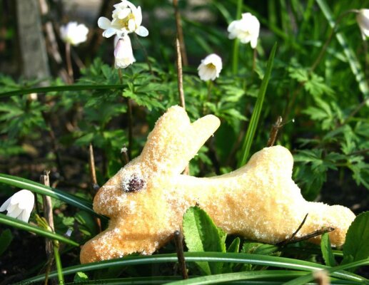 Sardisches Osterbrot - Sardisches Osterbrot - Backrezept