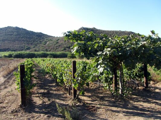 Der kulinarische September: Weinernte und Essen auf Sardinien - Die Esskultur auf Sardinien zu jeder Jahreszeit saisonale Gericht