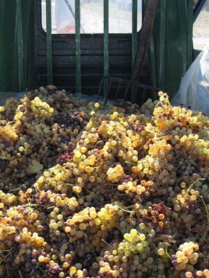 Welcher sardische Wein zu welchem Essen - tiposarda Weine aus Sardinien Geschichte, Verbreitung und Geschmack
