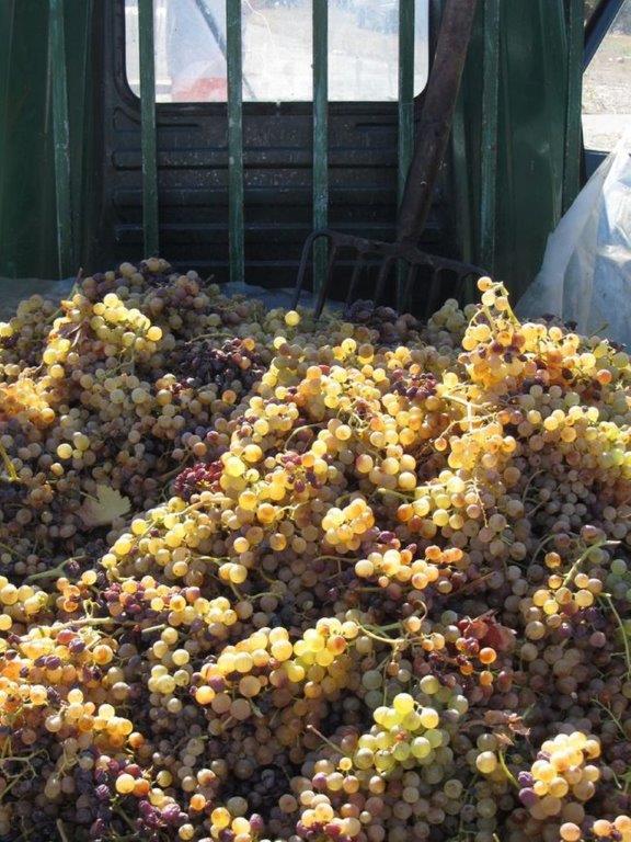 Weinernte auf Sardinien